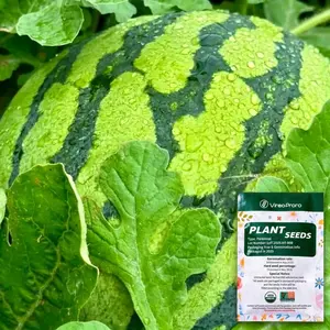 200 pcs Watermelon Seeds, Lazy Man's Watermelon, Plantable, 100% Non-GMO, Seeded Watermelon, Nutritious, Can Be Saved and Planted Year After Year