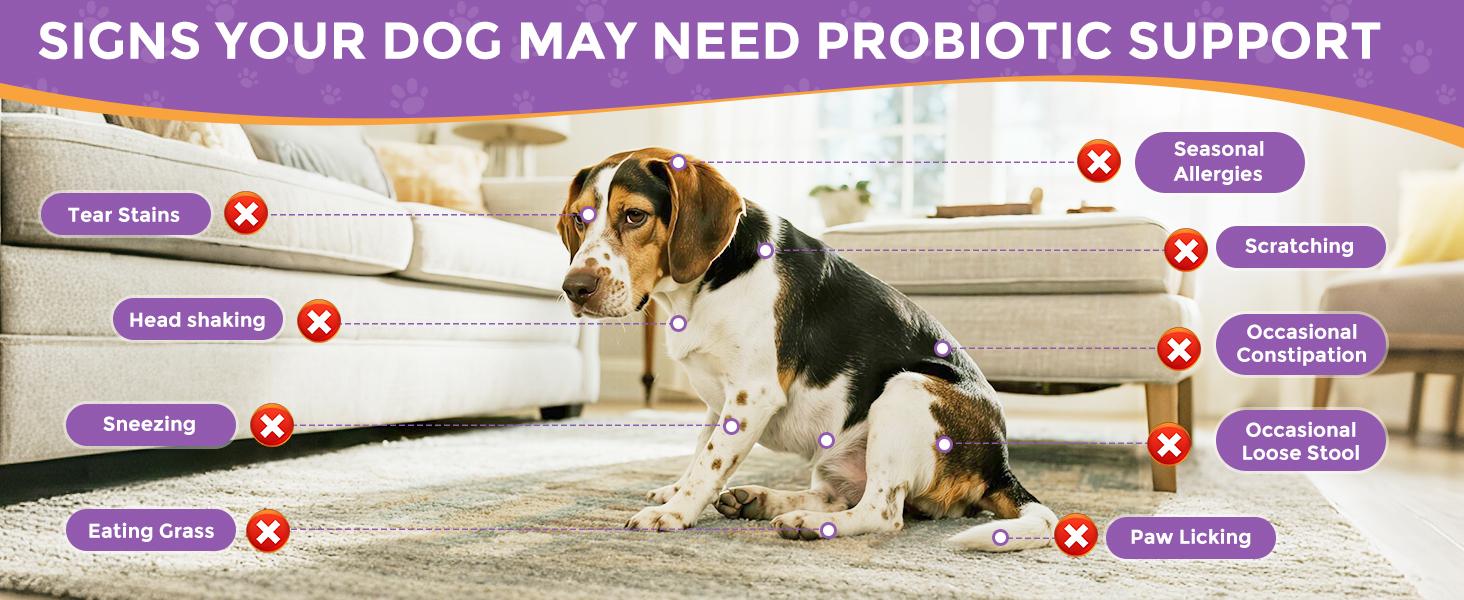 HAPWAG 8-in-1 Probiotics for Dogs – Gut Health, Digestive & Immune Support – Premium-Quality Ingredients – Pork Flavor – 90 Chewable Treats