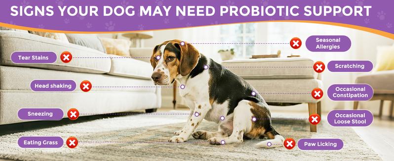 HAPWAG 8-in-1 Probiotics for Dogs – Gut Health, Digestive & Immune Support – Premium-Quality Ingredients – Pork Flavor – 90 Chewable Treats HAPWAG 8-in-1 Probiotics for Dogs – Gut Health, Digestive & Immune Support – Premium-Quality Ingredients – Pork Flavor – 90 Chewable Treats