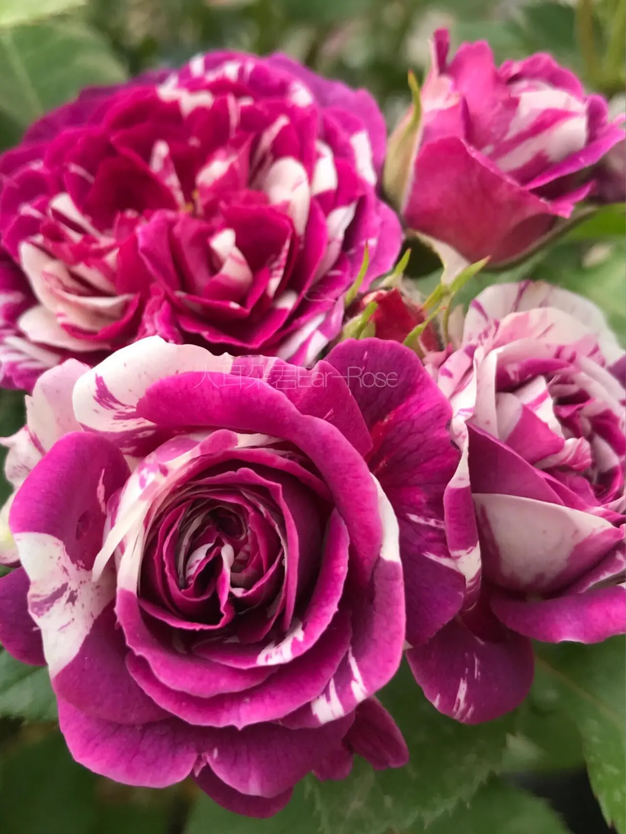 Exotic Rose【Scented Jewel】1.5G Live Plant | Heavy-Blooming Scented Random Stripe Rose | Heat Tolerant