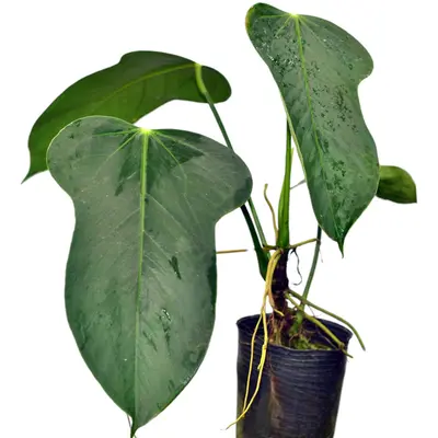 bonsai mandelbaum Mandelbaum 