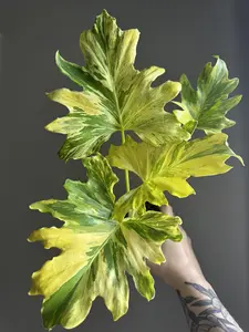 Philodendron Selloum Fire Variegated Mature Variegated Philodendron Rare Plant