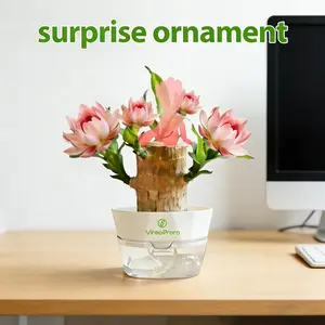 The easy-to-care-for Brazilian wood plant is a small indoor plant perfect for tabletops. This money tree is a pest- and disease-resistant evergreen with sturdy stems, ideal for bonsai cultivation, and makes a perfect gift for friends and family.