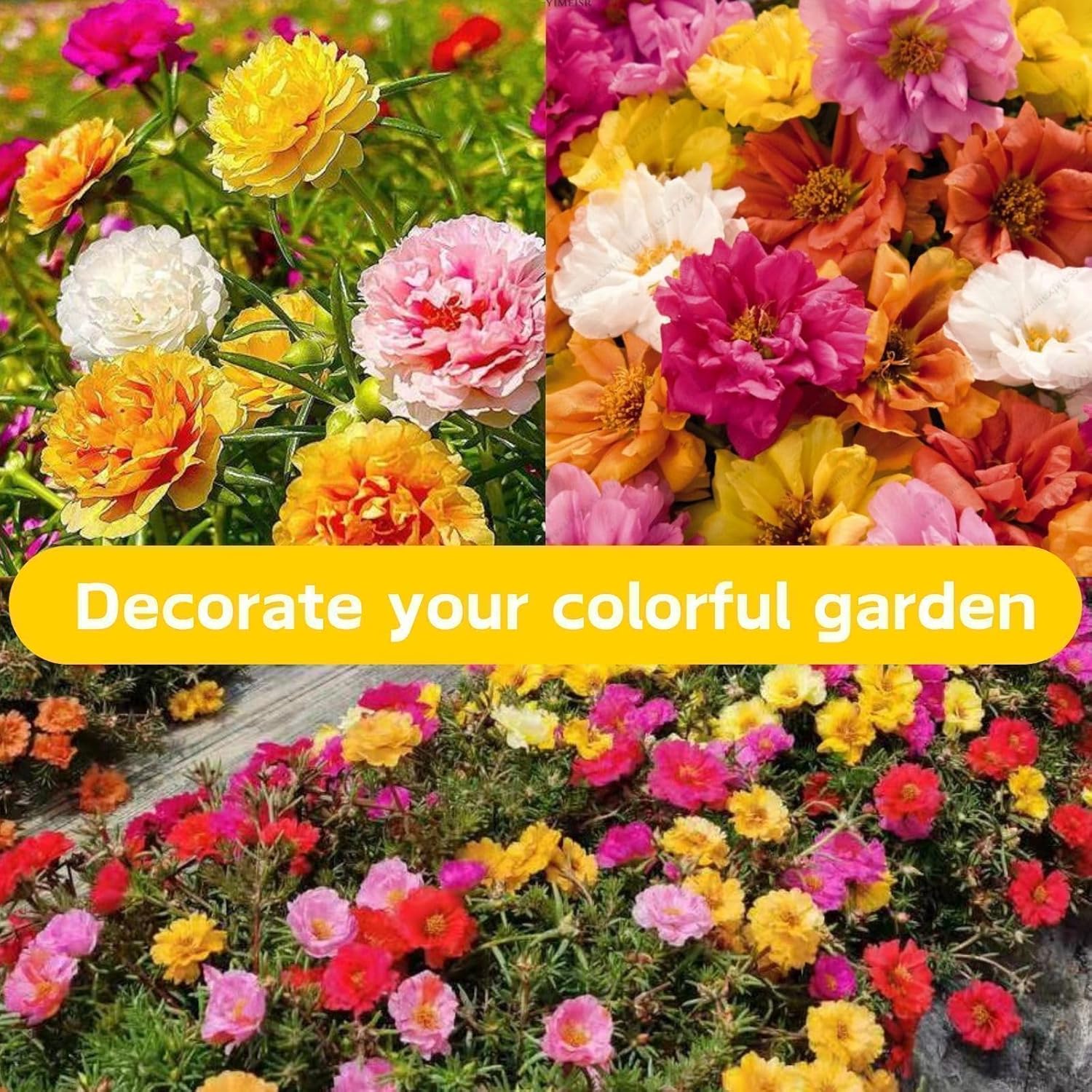 10000 +PCS (Moss Rose) Seeds -Mixed Double Portulaca Grandiflora Seeds Planting Ornaments Perennial Garden Simple to Grow Pots Gifts 10000 +PCS (Moss Rose) Seeds -Mixed Double Portulaca Grandiflora Seeds Planting Ornaments Perennial Garden Simple to Grow Pots Gifts