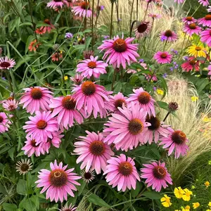 300 Purple Coneflower Seeds – Pink Echinacea Flower Seeds for Planting, Non-GMO Heirloom Variety for Wildflower Gardens
