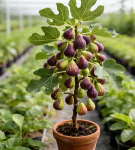 .Fig Tree Live Plant – Perennial Fig Fruit Tree Starter Plant for Outdoor Garden and Yard Planting