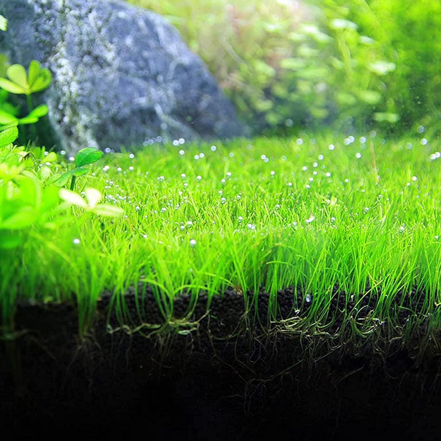 Water Dancer 5000pcs Aquarium Grass Plant Seeds Water Grasses Random Dwarf Aquatic Plant Grass Seeds Indoor Plant Seeds Oxygenating Weed Live Pond Plant Seeds,Fish Aquatic Decor