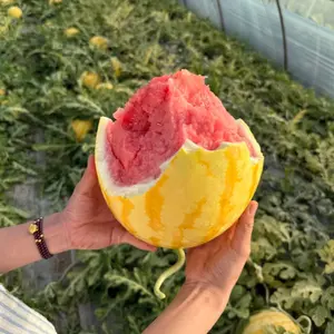 50 rare yellow-skinned watermelon seeds, with thin skins and easy growth, are the first choice for beginners