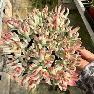 Crassula Rubicaulis Candy Cane 6 inch pot Succulent