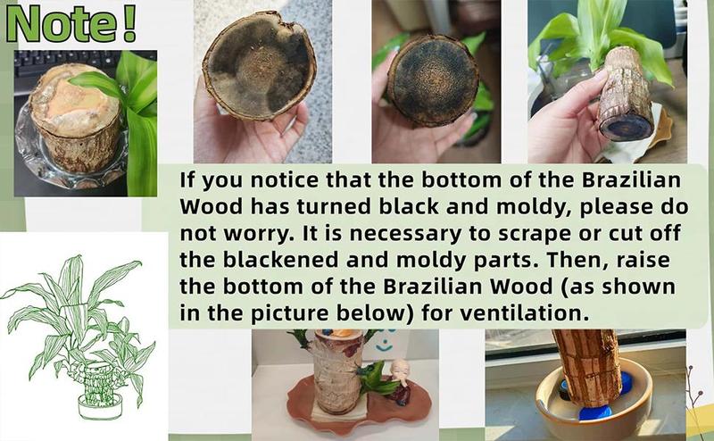 Brazilian lucky wood, 2026 New Lucky Brazilian Wood Potted Plant, Mini Brazil Wood Hydroponic Plant, Desktop Decoration with Plastic Tray