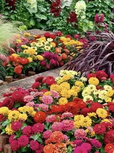 Zinnia Seeds - 100% Pure Heirloom Non-GMO Flower Seeds, No Filler, USA Packed