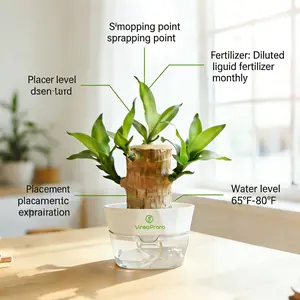 “Lucky Wood” – Brazilwood Blooming Good Luck Tree for Home | Easy Indoor Plant  #TikTokMadeMeBuyIt