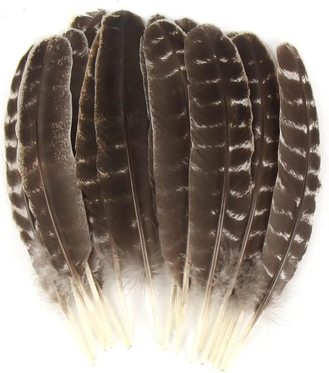 15pcs 10-11in Natural Turkey Tail Raw Feathers Accessories - Holiday Gift, Festive & Home Supplies for Halloween Decoration, Christmas Floral Crafts