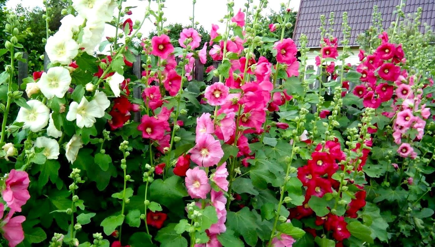 200 Pcs Hollyhock Seeds Carnival Mix Giant Mallow Double Hollyhock Flowers Seed Perennial Outdoor Home Garden Flower