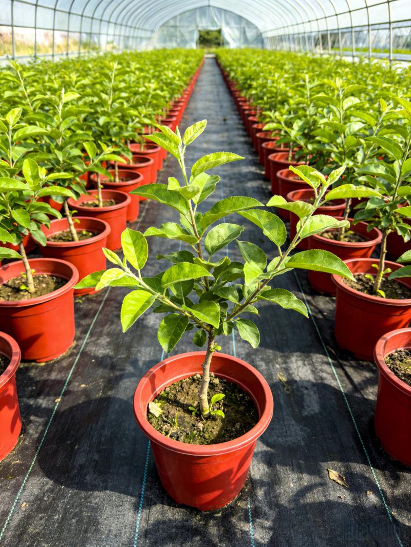 Heirloom Non-GMO Sugar Apple Seedlings – Compact Starter Fruit Trees for Gardens, Containers, and Home Orchards