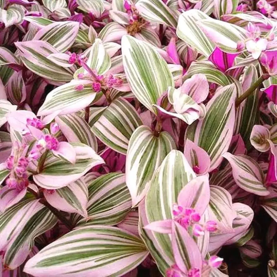 Pink Tradescantia Nanouk Variegated Wandering Jew Houseplant Live Plant