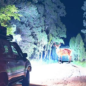 Nilight Headlight Assembly for 2001 2002 2003 2004 2005 2006 2007 2008 2009 2010 2011 Ford Ranger Replacement Headlamp Chrome Housing Amber Reflector