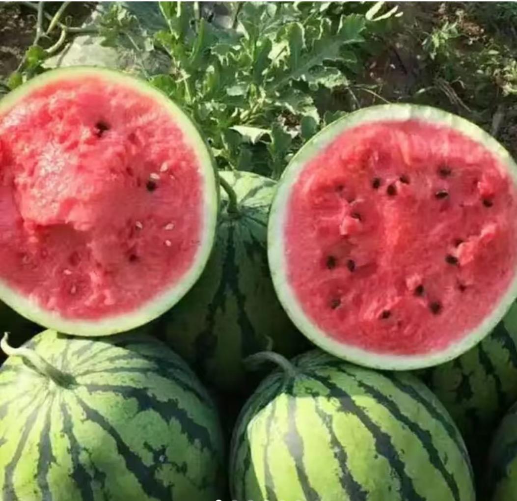 50 Lazy Man Watermelon Seeds – Easy to Grow, Sweet & Juicy- Heirloom Non-GMO USA Grown Premium Fruit Seeds for Planting a Home Garden - Small Watermelon Citrullus Lanatus by RDR Seeds 50 Lazy Man Watermelon Seeds – Easy to Grow, Sweet & Juicy- Heirloom Non-GMO USA Grown Premium Fruit Seeds for Planting a Home Garden - Small Watermelon Citrullus Lanatus by RDR Seeds