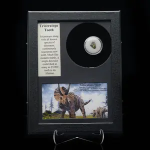 Authentic Triceratops Tooth Fossil in Collector’s Display Box