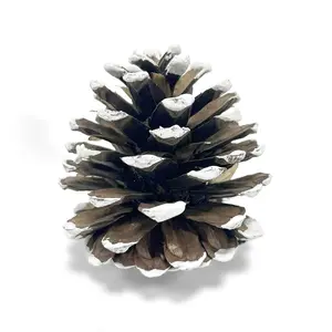 GS Foliage Frosted Austriaca Pine Cones for Crafts - 2-3 Inch Winter Pinecones for Christmas Decorating Ornaments Snowy Holiday Decorating Vase Filler - Rustic Dried Pine Cones - Set of 24 – Frosted