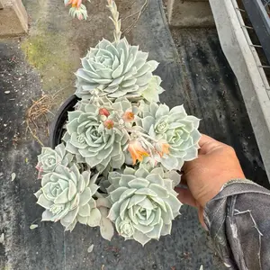 Echeveria 6 inch pot Succulent Plant