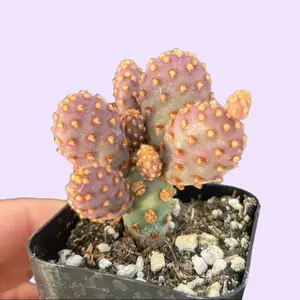 2” Cinnamon Cactus