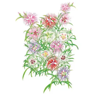 Rainbow Loveliness Cottage Pinks Seeds