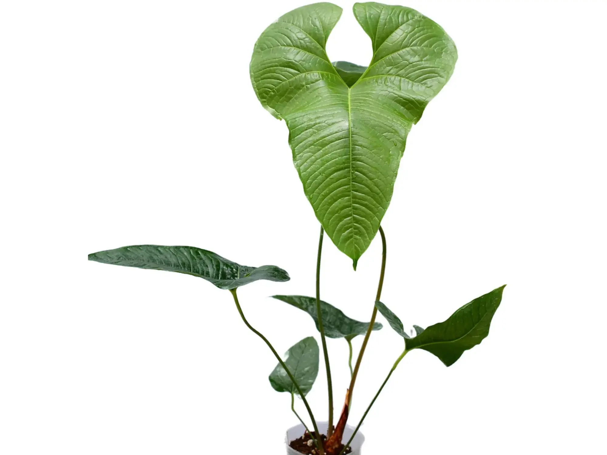 anthurium sp morona - TikTok Shop