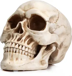 Realistic Resin Human Skull Replica | Gothic Home Decor for Bookshelf & Desktop | Must-Have for Gothic Aesthetic Lovers bedroom decor