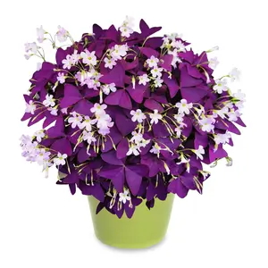 12 Pcs Purple Shamrock Bulbs for Planting Oxalis Triangularis Bulbs Lucky Lovely Flowers for Indoor Outdoor Gardening Easy to Grow