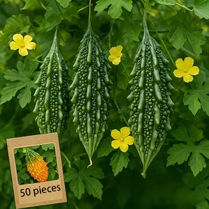 50 bitter melon seeds, bitter melon seeds, cold resistant, suitable for all seasons, suitable for DIY gardens, home gardens, vegetable seeds, high flowering, high fruiting plant seeds