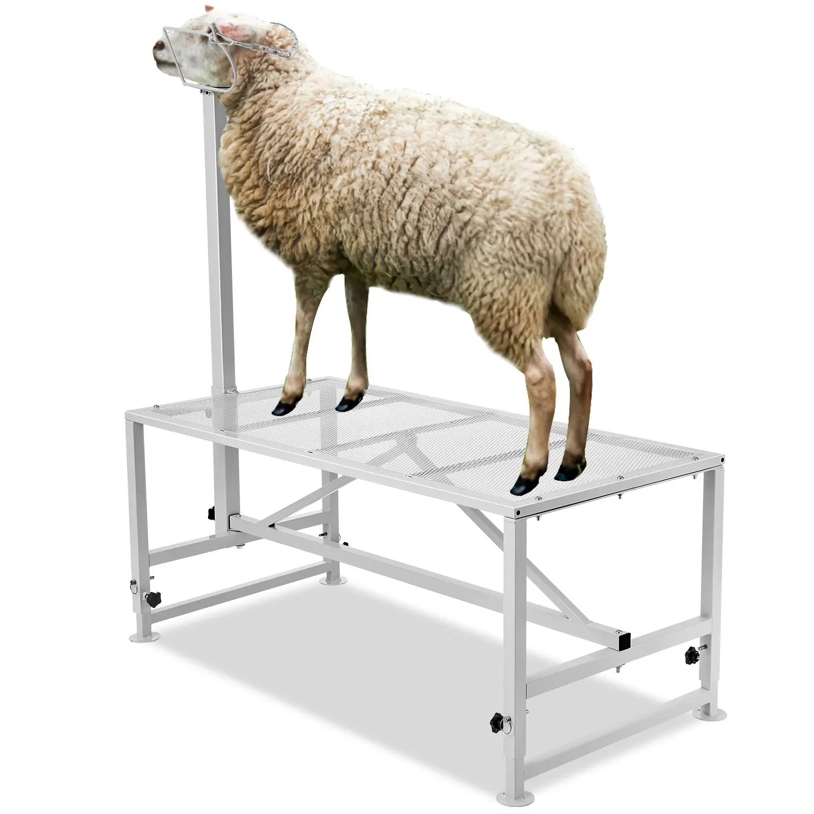 47x23 Inch Goat & Sheep Stand, Metal Livestock Milking and Shearing Stand with Adjustable Height (21" to 33"), Headpiece & Nose Loop, 500lbs Loading Capacity, White