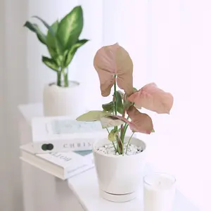 Syngonium Neon Robusta - Syngonium Strawberry