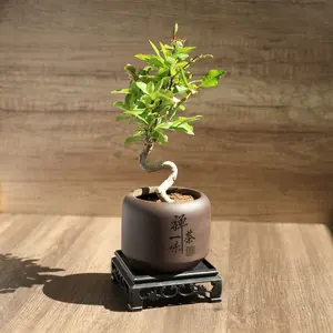Dwarf Double-Flowered Malus Spectabilis Bonsai,8–12 Inch Live Indoor Plant,'Elegant Dancer',Easy Care,Sun-Loving,for Indoors,Home,Gardens Decoration