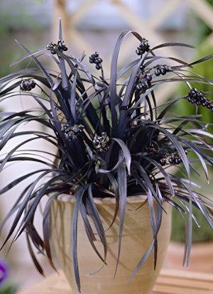 Black Mondo Grass 'Ophiopogon planiscapus Nigrescens'