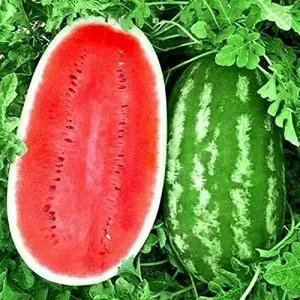 50 watermelon seeds for growing non-GMO heirloom seeds