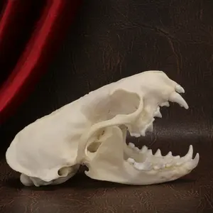 Real Mink skull