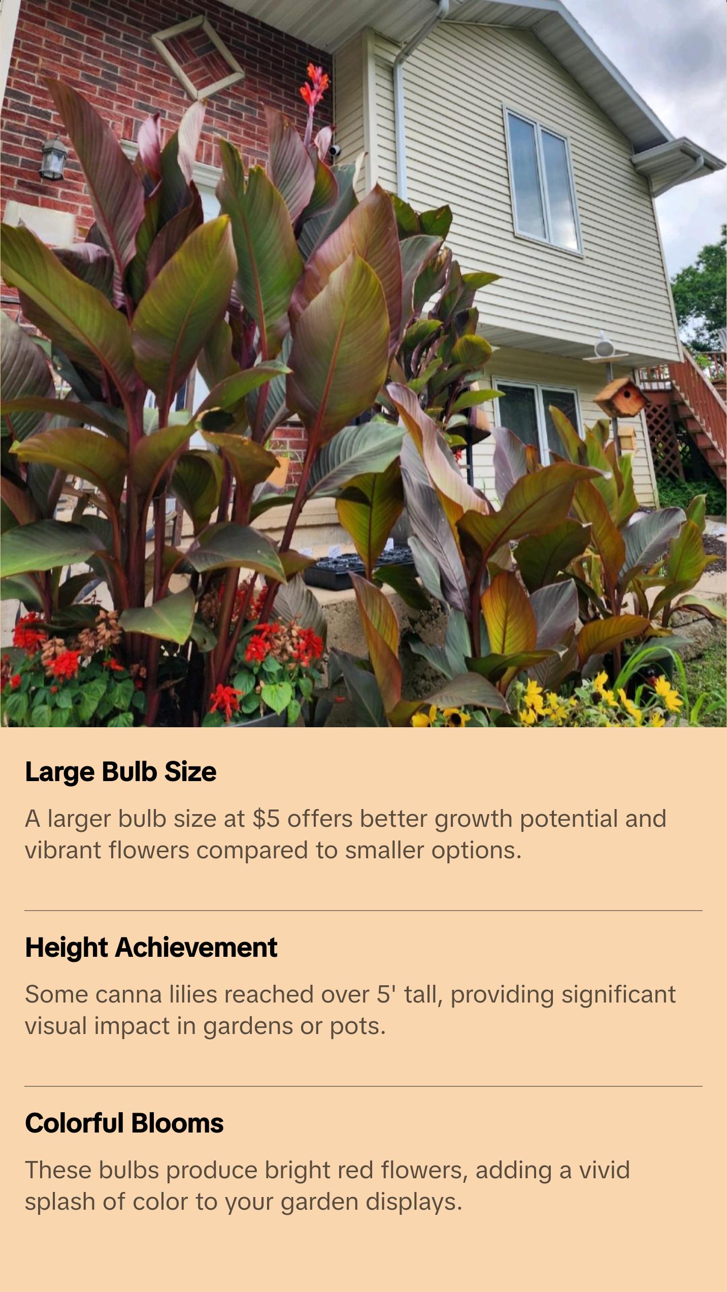 Canna Lily Large Bulbs