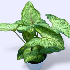 Syngonium Pink Vein 4” - Easy Care Low Maintenance Plant