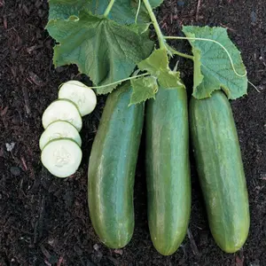 Straight Eight Cucumber Seeds (Cucumis sativus) Classic heirloom cucumber producing long straight dark green fruits; crisp texture and perfect for slicing and fresh eating