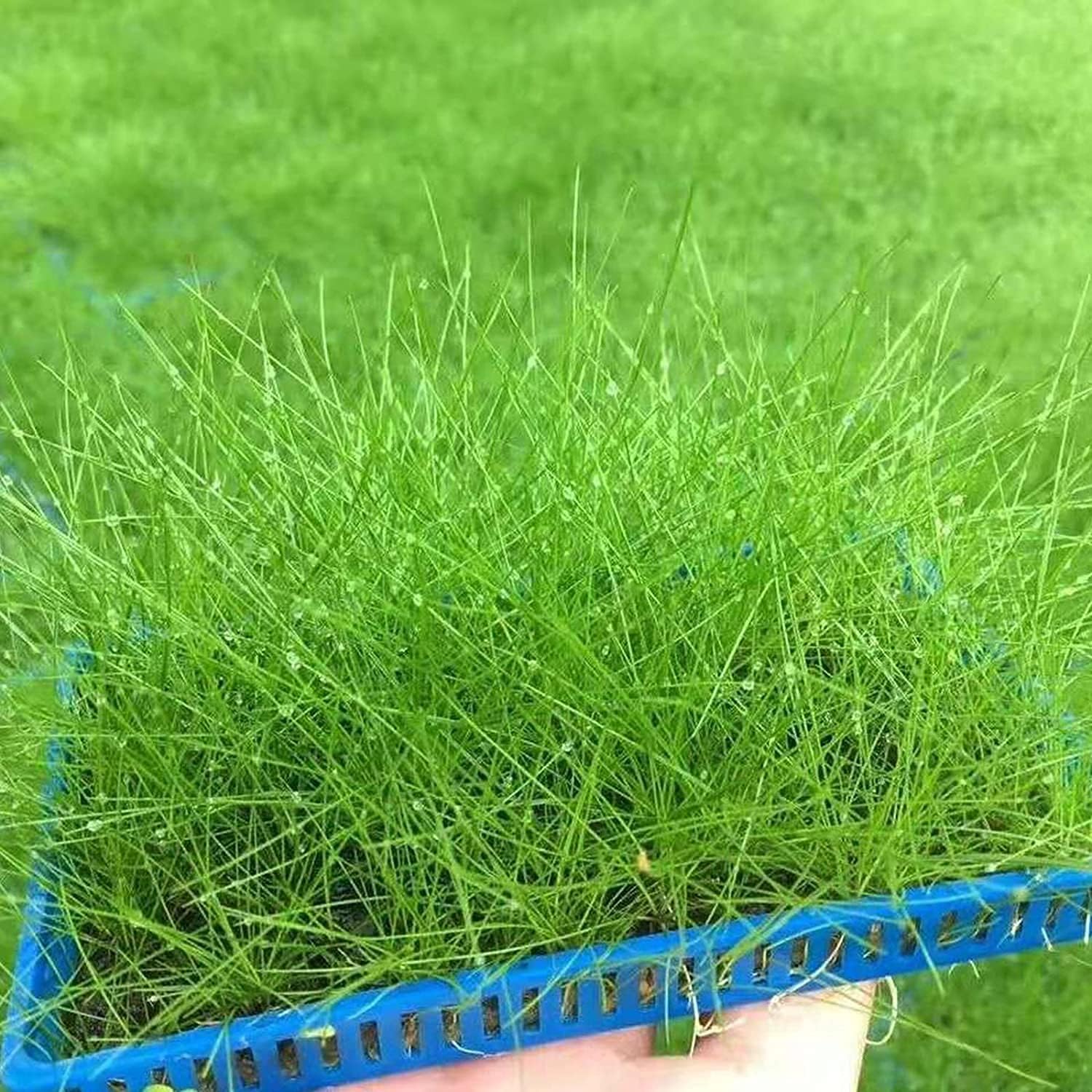 Water Dancer 5000pcs Aquarium Grass Plant Seeds Water Grasses Random Dwarf Aquatic Plant Grass Seeds Indoor Plant Seeds Oxygenating Weed Live Pond Plant Seeds,Fish Aquatic Decor Water Dancer 5000pcs Aquarium Grass Plant Seeds Water Grasses Random Dwarf Aquatic Plant Grass Seeds Indoor Plant Seeds Oxygenating Weed Live Pond Plant Seeds,Fish Aquatic Decor