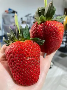 520pcs giant climbing strawberry seeds perennial climbing heirloom fruit seeds for home garden planting