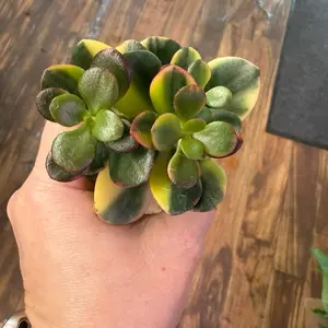 Rainbow Jade Succulent in a 2” Pot Live Houseplants