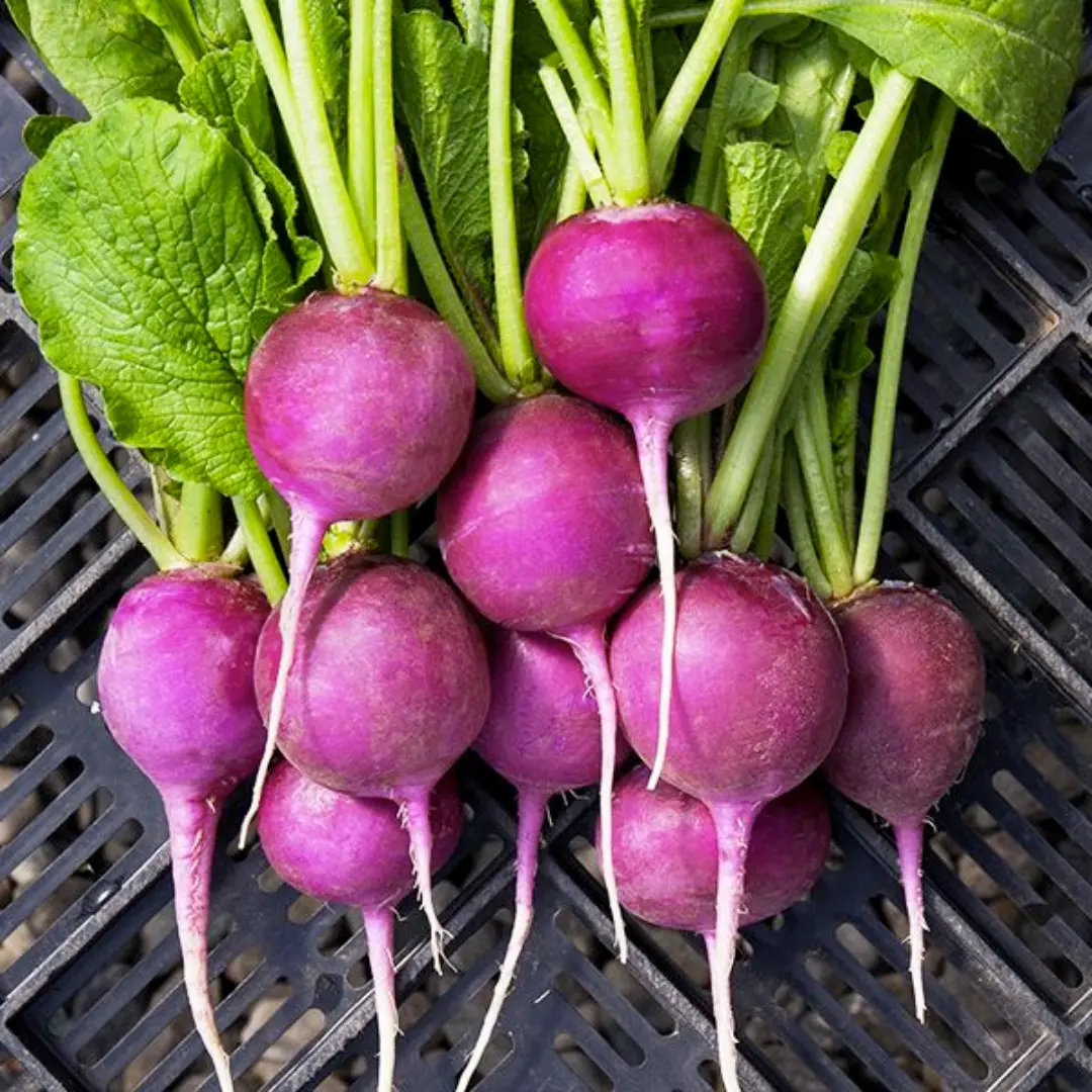 Organic Purple Plum Radish Seeds (Raphanus sativus) – 50+ Seeds for Unique, Purple-Hued Roots with Crisp Texture