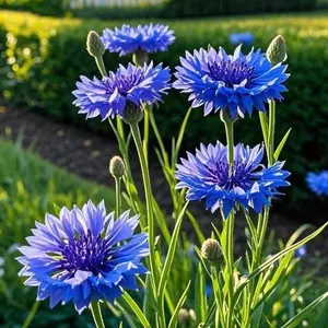 Pack of 100 Bachelor’s Button Cornflower Seeds for Garden Planting – Classic Blue Cornflower Seeds for Outdoor Flower Beds, Yard Borders, Patio Pots and Decorative Garden Spaces – Seeds Only, Not Live Plants