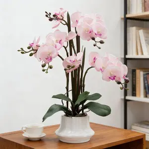 58Pcs White Orchid Seeds Perennial Flower Seeds for Planting Graceful Indoor Outdoor Blooms Ideal for Pots Containers Rock Gardens Decorative Landscaping