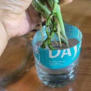 VIRESTA Root Drops - Rooting Hormone for Cuttings Propagation Drops,Propagation Plant Drops to Promote Healthy Root Growth for Faster Roots & Less Shock Works in Water, Soil, Leca for All Houseplants