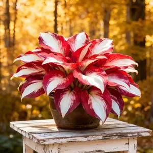 300 high-quality hosta seeds guaranteed viable with no bad seeds. A perennial shade plant, perfect for gardens and yards. Made in the USA | Non-GMO |