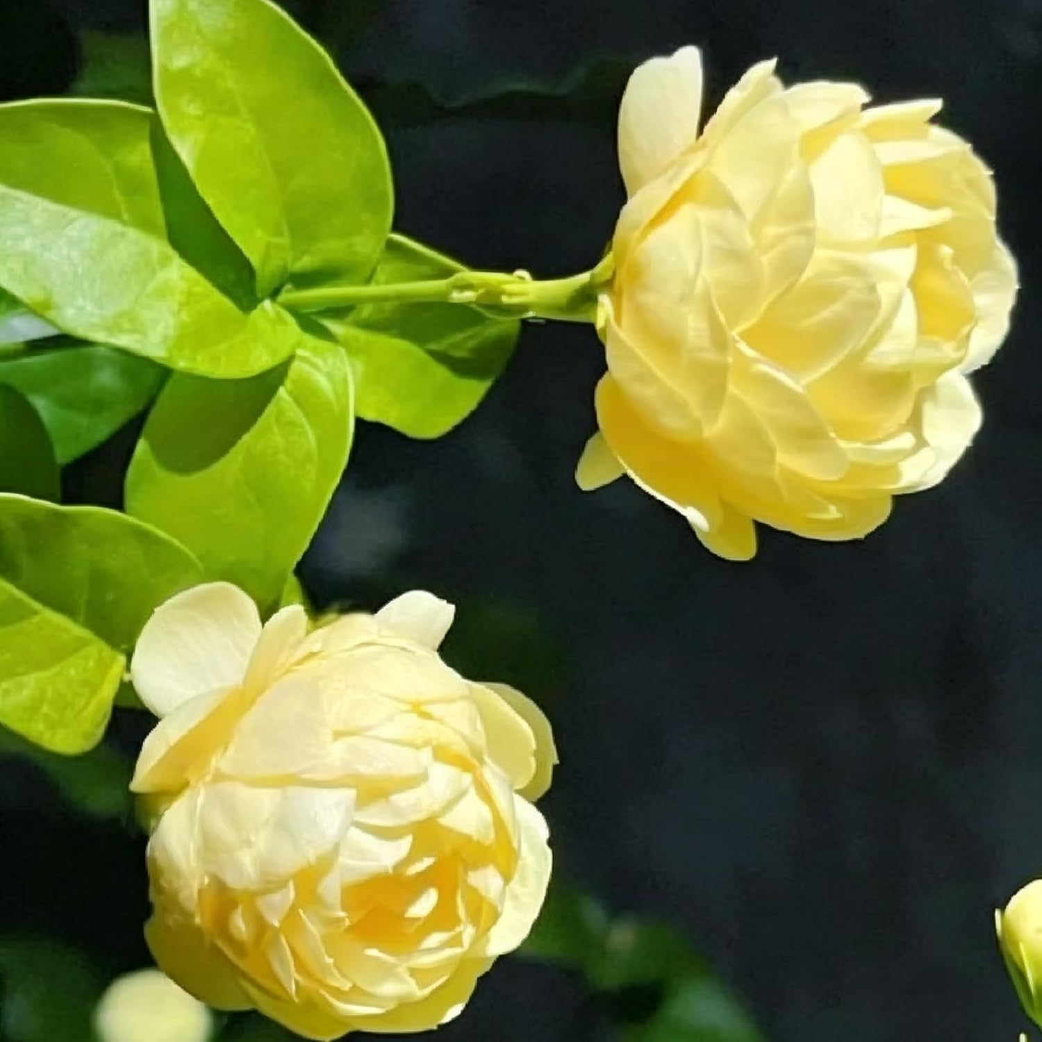 50+ Pcs Mixed Color Jasmine Seeds  for Planting Outdoors