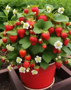 520pcs giant climbing strawberry seeds perennial climbing heirloom fruit seeds for home garden planting